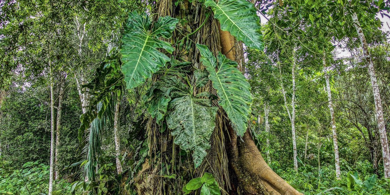 Entrevista A Manuel Almendro Sobre «El Laberinto De La Ayahuasca». La Veu De La Ciutat, Valentí Fainê